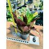 CODIAENUM VARIEGATUM PETRA