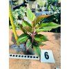 AGLAONEMA JUNGLE RED