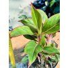 AGLAONEMA JUNGLE RED