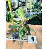 AGLAONEMA DREAMCATCHER