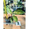 AGLAONEMA DREAMCATCHER