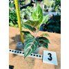 AGLAONEMA DREAMCATCHER