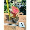 AGLAONEMA RUBY LOVE