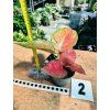 AGLAONEMA RUBY LOVE