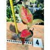 AGLAONEMA RUBY LOVE