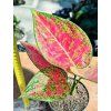 AGLAONEMA RUBY LOVE