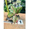 AGLAONEMA RED SPRINGLES