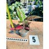 AGLAONEMA RED SPRINGLES