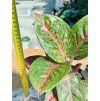 AGLAONEMA RED SPRINGLES