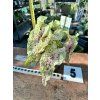 CALADIUM MISS MUFFET