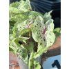 CALADIUM MISS MUFFET