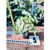 CALADIUM WHITE WONDER