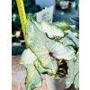 CALADIUM WHITE WONDER