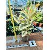 FICUS ELASTICA TINEKE
