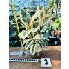 FICUS ELASTICA TINEKE