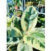 FICUS ELASTICA TINEKE