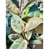 FICUS ELASTICA BELIZE