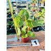 BEGONIA PHUTHOENSIS