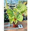 BEGONIA PHUTHOENSIS