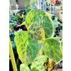 BEGONIA PHUTHOENSIS