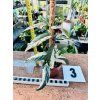 FICUS SAGITTATA VARIEGATED