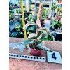 FICUS SAGITTATA VARIEGATED