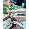 FICUS SAGITTATA VARIEGATED