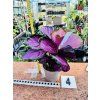 CALATHEA ROSEOPICTA MISTY RED