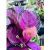 CALATHEA ROSEOPICTA MISTY RED