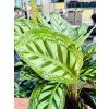 CALATHEA MOONLIGHT