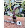 CALATHEA SILVER PLATE