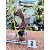 CALATHEA SILVER PLATE