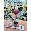 CALATHEA SILVER PLATE