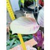 CALATHEA SILVER PLATE