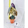 ALOCASIA CUPREA RED SECRET