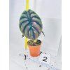 ALOCASIA CUPREA RED SECRET