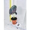 ALOCASIA CUPREA RED SECRET