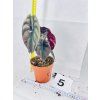 ALOCASIA CUPREA RED SECRET