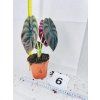 ALOCASIA CUPREA RED SECRET