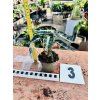 Alocasia BAMBINO