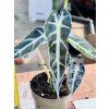 Alocasia BAMBINO