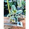 FICUS ELASTICA TINEKE