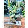 FICUS ELASTICA TINEKE
