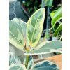 FICUS ELASTICA TINEKE