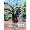 CALATHEA VELVET GLORY