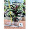 CALATHEA VELVET GLORY