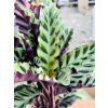 CALATHEA VELVET GLORY