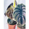 ALOCASIA CUPREA RED SECRET