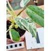 PHILODENDRON EMERALD QUEEN