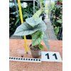 ALOCASIA PLATINUM